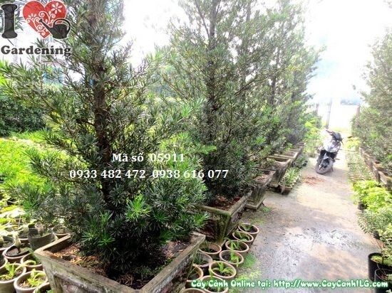 Cây Vạn Niên Tùng Tháp – Ý Nghĩa, Cách Chăm Sóc & Mua Bán Sỉ Lẻ Giá Tốt Tại TP.HCM