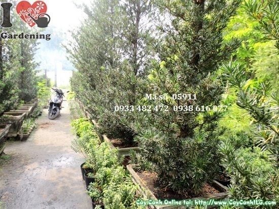Cây Vạn Niên Tùng Tháp – Ý Nghĩa, Cách Chăm Sóc & Mua Bán Sỉ Lẻ Giá Tốt Tại TP.HCM