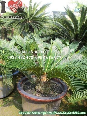 Cây Vạn Tuế – Ý Nghĩa, Cách Chăm Sóc & Mua Bán Sỉ Lẻ Giá Tốt Tại TP.HCM
