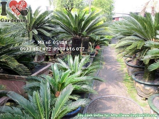 Cây Vạn Tuế – Ý Nghĩa, Cách Chăm Sóc & Mua Bán Sỉ Lẻ Giá Tốt Tại TP.HCM