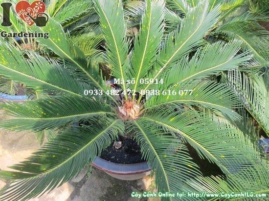 Cây Vạn Tuế – Ý Nghĩa, Cách Chăm Sóc & Mua Bán Sỉ Lẻ Giá Tốt Tại TP.HCM