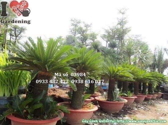 Cây Vạn Tuế – Ý Nghĩa, Cách Chăm Sóc & Mua Bán Sỉ Lẻ Giá Tốt Tại TP.HCM