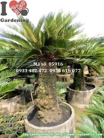 Cây Vạn Tuế – Ý Nghĩa, Cách Chăm Sóc & Mua Bán Sỉ Lẻ Giá Tốt Tại TP.HCM