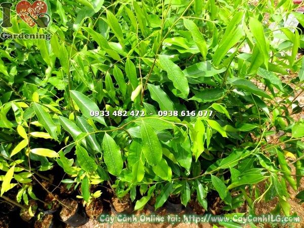 Cây Viết – Ý Nghĩa, Cách Chăm Sóc & Mua Bán Sỉ Lẻ Giá Tốt Tại TP.HCM