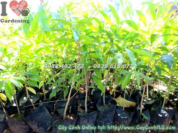 Cây Viết – Ý Nghĩa, Cách Chăm Sóc & Mua Bán Sỉ Lẻ Giá Tốt Tại TP.HCM