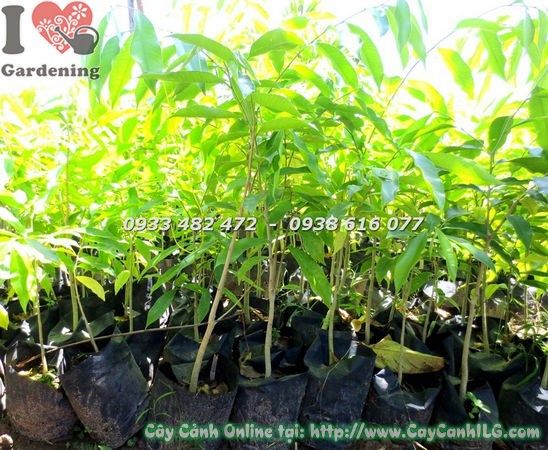 Cây Viết – Ý Nghĩa, Cách Chăm Sóc & Mua Bán Sỉ Lẻ Giá Tốt Tại TP.HCM