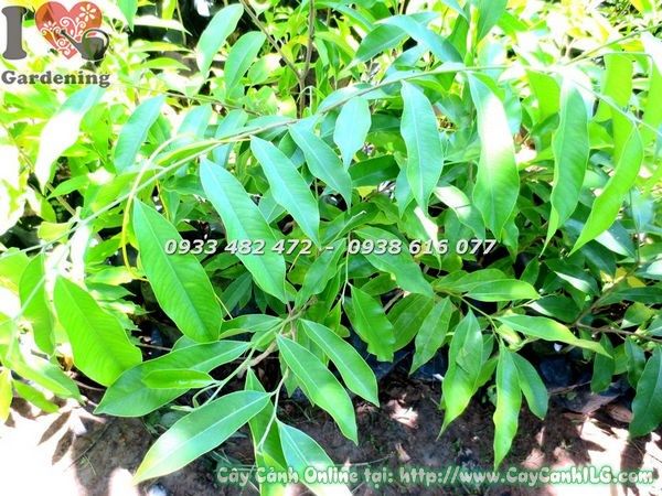 Cây Viết – Ý Nghĩa, Cách Chăm Sóc & Mua Bán Sỉ Lẻ Giá Tốt Tại TP.HCM