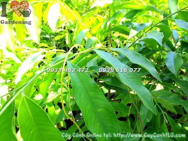 Cây Viết – Ý Nghĩa, Cách Chăm Sóc & Mua Bán Sỉ Lẻ Giá Tốt Tại TP.HCM