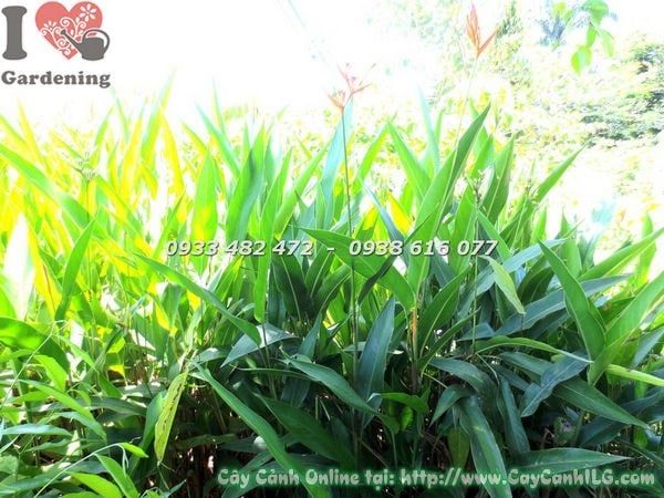 Cây Viết – Ý Nghĩa, Cách Chăm Sóc & Mua Bán Sỉ Lẻ Giá Tốt Tại TP.HCM
