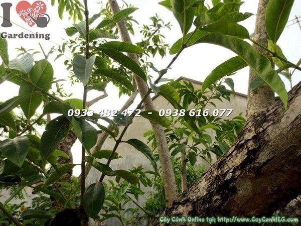 Cây Vối – Ý Nghĩa, Cách Chăm Sóc & Mua Bán Sỉ Lẻ Giá Tốt Tại TP.HCM