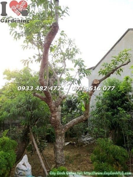 Cây Vối – Ý Nghĩa, Cách Chăm Sóc & Mua Bán Sỉ Lẻ Giá Tốt Tại TP.HCM