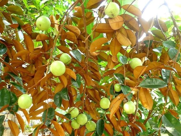 Cây Vú Sữa Lò Rèn – Ý Nghĩa, Cách Chăm Sóc & Mua Bán Sỉ Lẻ Giá Tốt Tại TP.HCM