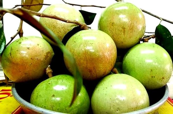 Cây Vú Sữa Lò Rèn – Ý Nghĩa, Cách Chăm Sóc & Mua Bán Sỉ Lẻ Giá Tốt Tại TP.HCM