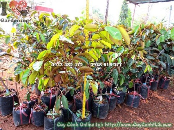 Cây Vú Sữa Lò Rèn – Ý Nghĩa, Cách Chăm Sóc & Mua Bán Sỉ Lẻ Giá Tốt Tại TP.HCM