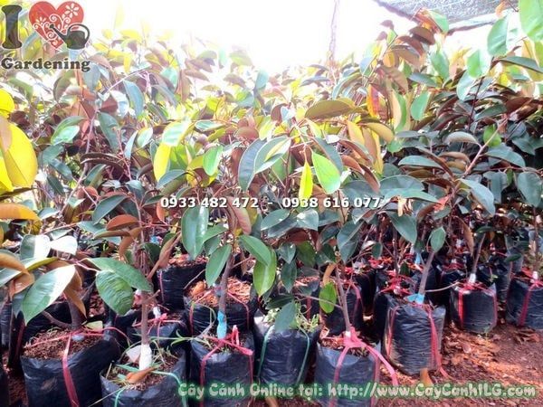 Cây Vú Sữa Lò Rèn – Ý Nghĩa, Cách Chăm Sóc & Mua Bán Sỉ Lẻ Giá Tốt Tại TP.HCM