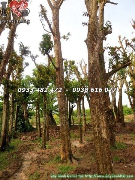 Cây Vú Sữa – Ý Nghĩa, Cách Chăm Sóc & Mua Bán Sỉ Lẻ Giá Tốt Tại TP.HCM