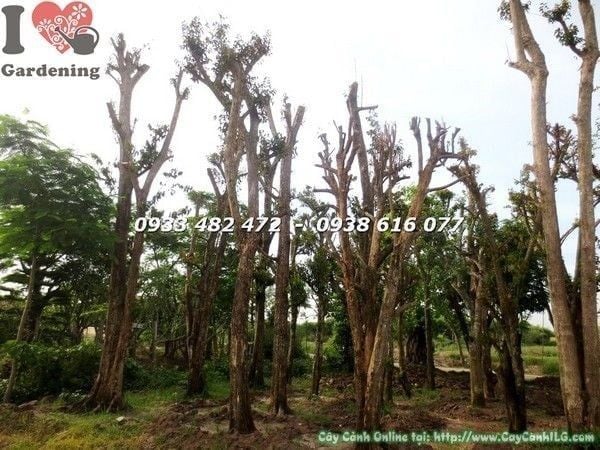 Cây Vú Sữa – Ý Nghĩa, Cách Chăm Sóc & Mua Bán Sỉ Lẻ Giá Tốt Tại TP.HCM