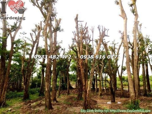 Cây Vú Sữa – Ý Nghĩa, Cách Chăm Sóc & Mua Bán Sỉ Lẻ Giá Tốt Tại TP.HCM
