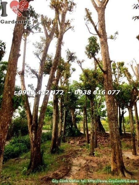 Cây Vú Sữa – Ý Nghĩa, Cách Chăm Sóc & Mua Bán Sỉ Lẻ Giá Tốt Tại TP.HCM