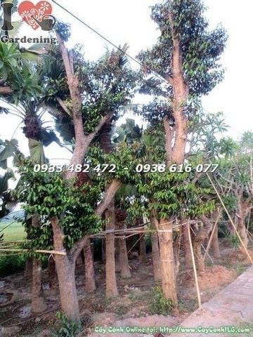 Cây Vú Sữa – Ý Nghĩa, Cách Chăm Sóc & Mua Bán Sỉ Lẻ Giá Tốt Tại TP.HCM