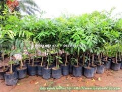 Mua Bán Cây Xà Cừ Sỉ và Lẻ Giá Tốt Tại TP. Hồ Chí Minh