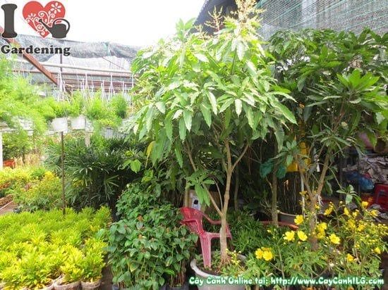 Cây Xoài Cát Hòa Lộc – Ý Nghĩa, Cách Chăm Sóc & Mua Bán Sỉ Lẻ Giá Tốt Tại TP.HCM