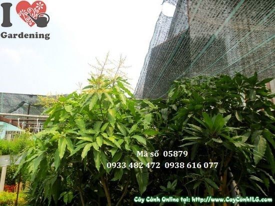 Cây Xoài Cát Hòa Lộc – Ý Nghĩa, Cách Chăm Sóc & Mua Bán Sỉ Lẻ Giá Tốt Tại TP.HCM