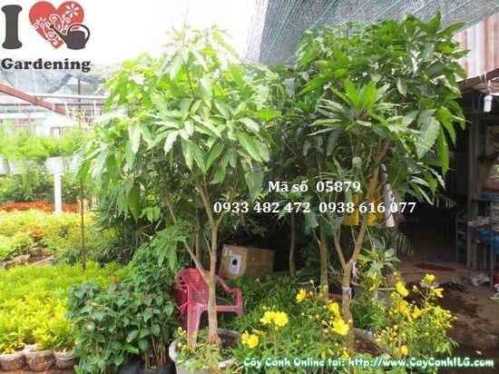 Cây Xoài Cát Hòa Lộc – Ý Nghĩa, Cách Chăm Sóc & Mua Bán Sỉ Lẻ Giá Tốt Tại TP.HCM