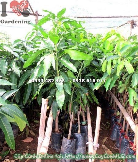 Cây Xoài Cát Hòa Lộc – Ý Nghĩa, Cách Chăm Sóc & Mua Bán Sỉ Lẻ Giá Tốt Tại TP.HCM