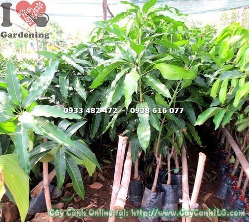 Cây Xoài Cát Hòa Lộc – Ý Nghĩa, Cách Chăm Sóc & Mua Bán Sỉ Lẻ Giá Tốt Tại TP.HCM