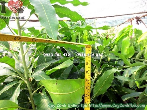 Cây Xoài Cát Hòa Lộc – Ý Nghĩa, Cách Chăm Sóc & Mua Bán Sỉ Lẻ Giá Tốt Tại TP.HCM