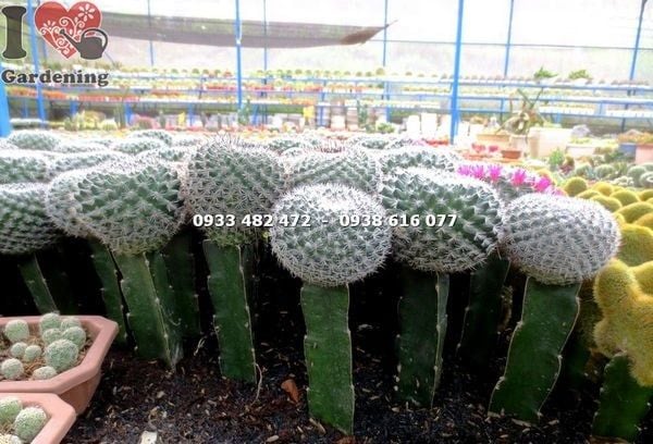 Cây Xương Rồng Bánh Sinh Nhật – Ý Nghĩa, Cách Chăm Sóc & Mua Bán Sỉ Lẻ Giá Tốt Tại TP.HCM