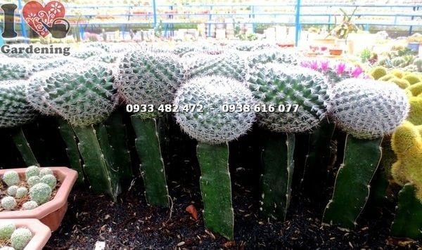 Cây Xương Rồng Bánh Sinh Nhật – Ý Nghĩa, Cách Chăm Sóc & Mua Bán Sỉ Lẻ Giá Tốt Tại TP.HCM