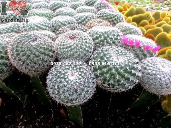 Cây Xương Rồng Bánh Sinh Nhật – Ý Nghĩa, Cách Chăm Sóc & Mua Bán Sỉ Lẻ Giá Tốt Tại TP.HCM