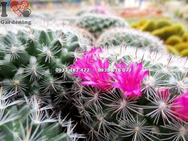 Cây Xương Rồng Bánh Sinh Nhật – Ý Nghĩa, Cách Chăm Sóc & Mua Bán Sỉ Lẻ Giá Tốt Tại TP.HCM