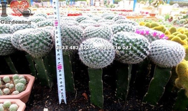 Cây Xương Rồng Bánh Sinh Nhật – Ý Nghĩa, Cách Chăm Sóc & Mua Bán Sỉ Lẻ Giá Tốt Tại TP.HCM