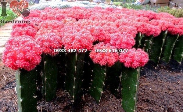 Cây Xương Rồng Hồng Ngọc Đỏ – Ý Nghĩa, Cách Chăm Sóc & Mua Bán Sỉ Lẻ Giá Tốt Tại TP.HCM