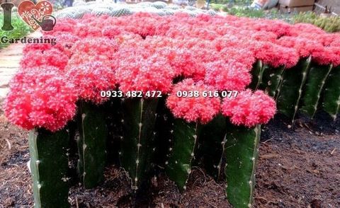 Cây Xương Rồng Hồng Ngọc Đỏ – Ý Nghĩa, Cách Chăm Sóc & Mua Bán Sỉ Lẻ Giá Tốt Tại TP.HCM