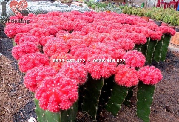 Cây Xương Rồng Hồng Ngọc Đỏ – Ý Nghĩa, Cách Chăm Sóc & Mua Bán Sỉ Lẻ Giá Tốt Tại TP.HCM