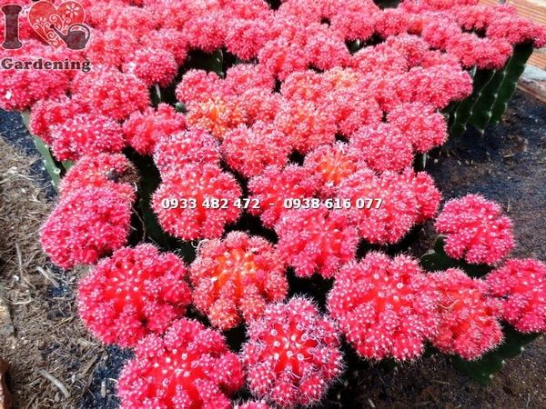 Cây Xương Rồng Hồng Ngọc Đỏ – Ý Nghĩa, Cách Chăm Sóc & Mua Bán Sỉ Lẻ Giá Tốt Tại TP.HCM