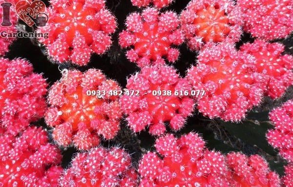 Cây Xương Rồng Hồng Ngọc Đỏ – Ý Nghĩa, Cách Chăm Sóc & Mua Bán Sỉ Lẻ Giá Tốt Tại TP.HCM