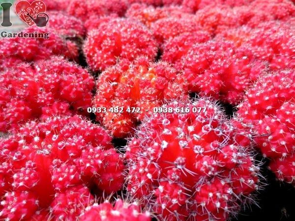 Cây Xương Rồng Hồng Ngọc Đỏ – Ý Nghĩa, Cách Chăm Sóc & Mua Bán Sỉ Lẻ Giá Tốt Tại TP.HCM