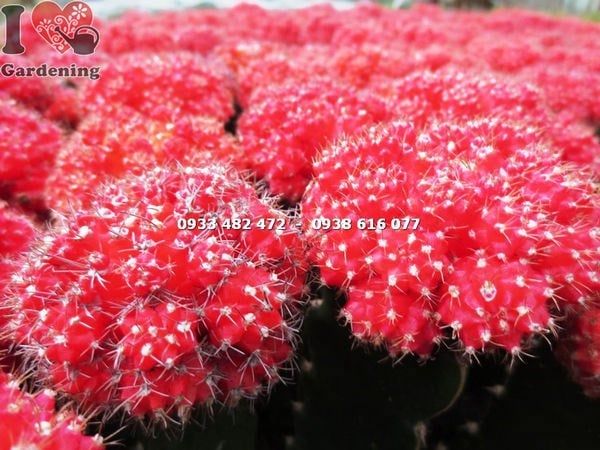 Cây Xương Rồng Hồng Ngọc Đỏ – Ý Nghĩa, Cách Chăm Sóc & Mua Bán Sỉ Lẻ Giá Tốt Tại TP.HCM