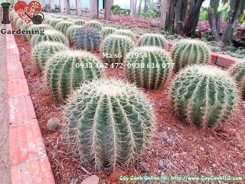 Cây Xương Rồng Kim Hổ – Ý Nghĩa, Cách Chăm Sóc & Mua Bán Sỉ Lẻ Giá Tốt Tại TP.HCM