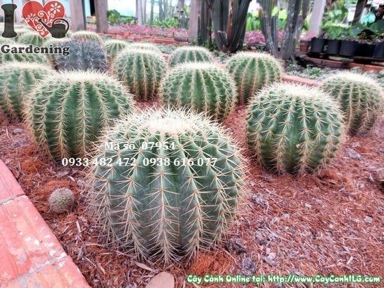 Cây Xương Rồng Kim Hổ – Ý Nghĩa, Cách Chăm Sóc & Mua Bán Sỉ Lẻ Giá Tốt Tại TP.HCM