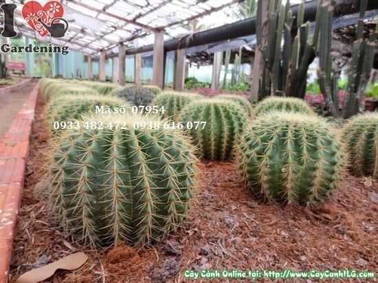 Cây Xương Rồng Kim Hổ – Ý Nghĩa, Cách Chăm Sóc & Mua Bán Sỉ Lẻ Giá Tốt Tại TP.HCM