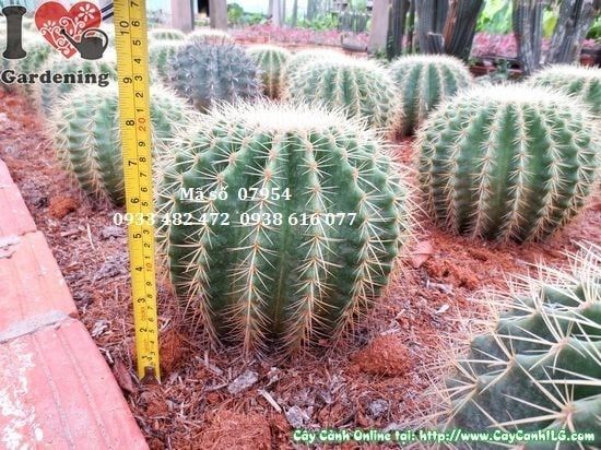 Cây Xương Rồng Kim Hổ – Ý Nghĩa, Cách Chăm Sóc & Mua Bán Sỉ Lẻ Giá Tốt Tại TP.HCM