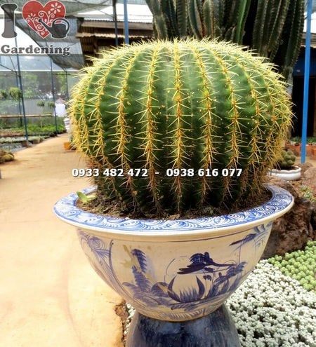 Cây Xương Rồng Kim Hổ – Ý Nghĩa, Cách Chăm Sóc & Mua Bán Sỉ Lẻ Giá Tốt Tại TP.HCM