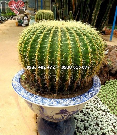 Cây Xương Rồng Kim Hổ – Ý Nghĩa, Cách Chăm Sóc & Mua Bán Sỉ Lẻ Giá Tốt Tại TP.HCM