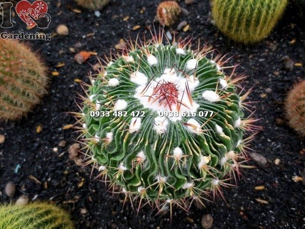 Cây Xương Rồng Trúc Ngọc Trung – Ý Nghĩa, Cách Chăm Sóc & Mua Bán Sỉ Lẻ Giá Tốt Tại TP.HCM